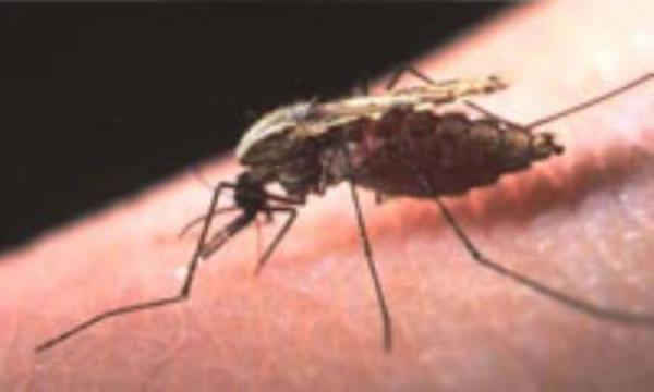 بیماری مالاریا؛ علائم و درمان
