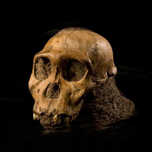 پوسته ای انسانی با 2 میلیون سال قدمت!